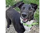 Adopt CT Flame (EASTFORD) a Black Collie / Labrador Retriever / Mixed dog in