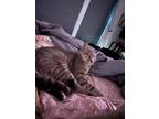 Adopt Keeks a Brown Tabby Domestic Shorthair (short coat) cat in Quincy