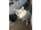 Adopt Hachi a White - with Gray or Silver Husky / Mixed dog in Colorado Springs