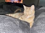 Adopt Simba a Orange or Red Tabby Domestic Shorthair / Mixed cat in Denton
