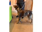 Adopt rose a Brown/Chocolate - with White German Shorthaired Pointer / Mixed dog