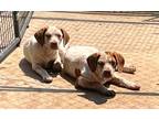 Adopt Freckles a Brown/Chocolate - with White German Shorthaired Pointer /