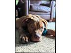Adopt Prince a Red/Golden/Orange/Chestnut Pit Bull Terrier / Mixed Breed