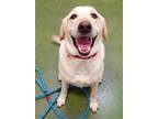 Adopt MAYA a Tan/Yellow/Fawn Labrador Retriever / Mixed dog in Fruit Heights