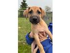 Adopt T-Rex a Mastiff / Mixed dog in Greater Napanee, ON (38073567)