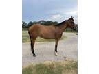 Adopt Esmerelda a Quarterhorse / Mixed horse in Houston, TX (38073559)
