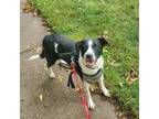 Adopt Bromine a Black Border Collie / Mixed dog in Madison, WI (38072403)