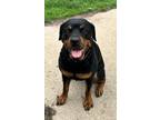 Adopt Jazelle a Black Rottweiler / Mixed dog in West Allis, WI (38072362)