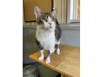 Adopt Frog a Tan or Fawn Tabby Domestic Shorthair (short coat) cat in Stanton