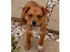 Adopt Brynna a Brown/Chocolate - with White Australian Shepherd / Mixed Breed