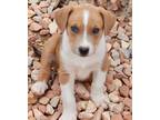 Adopt Jayce a Brown/Chocolate - with White Australian Shepherd / Mixed Breed