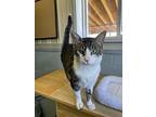 Frog, Domestic Shorthair For Adoption In Stanton, Michigan