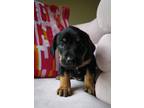 Adopt Bonnie GW a Black and Tan Coonhound, Beagle