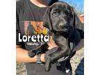Adopt Loretta a Bluetick Coonhound, Black Labrador Retriever