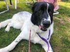 Adopt Summer a Great Pyrenees