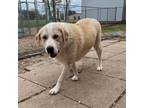 Adopt Milo a Great Pyrenees