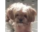 Adopt Snoopy a Yorkshire Terrier, Shih Tzu