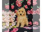 Poodle (Toy) PUPPY FOR SALE ADN-604790 - Adorable Toy Poodle Puppy