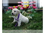Golden Retriever PUPPY FOR SALE ADN-604995 - AKC Golden Retriever Puppies
