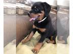 Rottweiler PUPPY FOR SALE ADN-604853 - AKC Rottweiler puppies