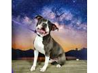 Adopt Esquire a Pit Bull Terrier