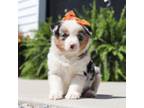 Miniature Australian Shepherd Puppy for sale in Millersburg, OH, USA