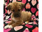 Adopt Potato Head a Brown/Chocolate Catahoula Leopard Dog / Mixed dog in