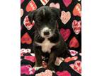 Adopt Jessie a Black Catahoula Leopard Dog / Mixed dog in Cumming, GA (38089316)