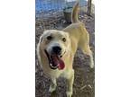 Adopt Vic a Tan/Yellow/Fawn Shiba Inu / Mixed dog in Cumming, GA (38089313)