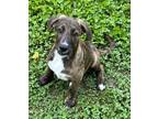 Adopt Lenny a Brown/Chocolate Catahoula Leopard Dog / Mixed dog in Cumming