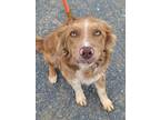 Adopt Sox a Brown/Chocolate Border Collie / Mixed dog in Malvern, PA (38089358)