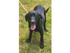 Adopt Stella a Black Bernese Mountain Dog / Labrador Retriever / Mixed dog in
