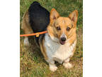 Adopt Sissy a Black Corgi / Mixed dog in Malvern, PA (38089354)