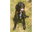 Adopt Smiley a Black Bernese Mountain Dog / Labrador Retriever / Mixed dog in