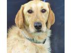 Adopt Ginger a Tan/Yellow/Fawn Labradoodle / Mixed dog in Frederick