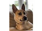 Adopt Lily a Tan/Yellow/Fawn - with White German Shepherd Dog / Mixed dog in