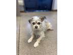 Adopt Puffin a Gray/Blue/Silver/Salt & Pepper Cairn Terrier / Mixed dog in
