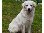 Adopt Celeste's Story a White Great Pyrenees / Mixed dog in Tulsa, OK (38088502)