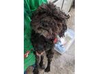 Adopt Athos a Poodle (Standard) / Mixed dog in Warren, MI (38084130)