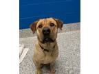 Adopt Baby a Labrador Retriever / Chow Chow / Mixed dog in Golden, CO (38087827)