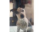 Adopt Skip a White - with Gray or Silver Blue Heeler / Basset Hound / Mixed dog