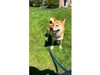 Adopt Prince a White - with Red, Golden, Orange or Chestnut Shiba Inu / Mixed