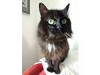 Adopt Blackie a Domestic Longhair / Mixed (long coat) cat in Saint Albans