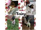 Adopt Fairy~ a Jack Russell Terrier / Mixed dog in Columbia, TN (38086287)