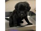 Adopt Eli a Black Collie / Mixed dog in Columbus, NC (38085947)