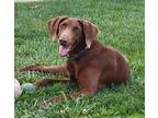Adopt Skye a Doberman Pinscher / Mixed dog in Hanover, PA (38085861)