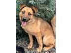 Adopt Wolfe a Tan/Yellow/Fawn Shepherd (Unknown Type) / Mixed dog in Eagle
