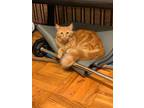 Adopt Poe a Orange or Red (Mostly) Somali / Mixed (long coat) cat in Casa