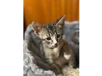 Adopt Artemis (Birkenfield) a Gray, Blue or Silver Tabby Domestic Shorthair /