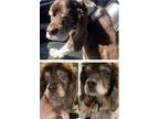 Adopt Gunther a Brown/Chocolate - with White Cocker Spaniel / Mixed dog in